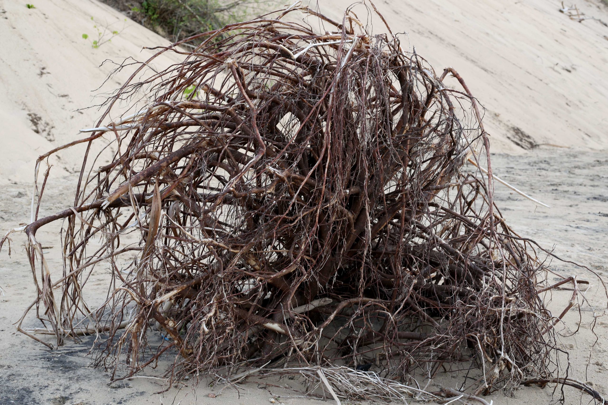 Root-web